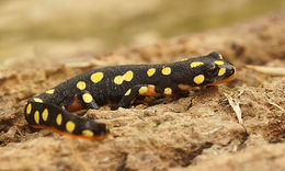 Image of Azerbaijan Newt