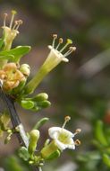 Image of Arizona desert-thorn