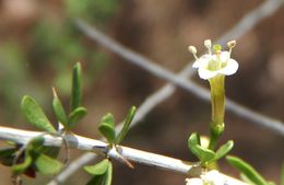 Image of Arizona desert-thorn