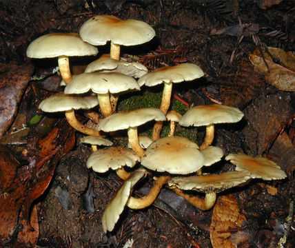 Image of Hypholoma fasciculare (Huds.) P. Kumm. 1871