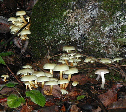 Imagem de Hypholoma fasciculare (Huds.) P. Kumm. 1871