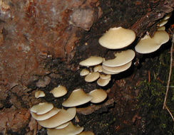 Image of Pleurotus ostreatus (Jacq.) P. Kumm. 1871