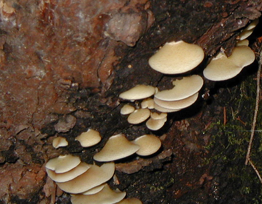 Image of Pleurotus ostreatus (Jacq.) P. Kumm. 1871