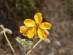 Image of Coues' cassia