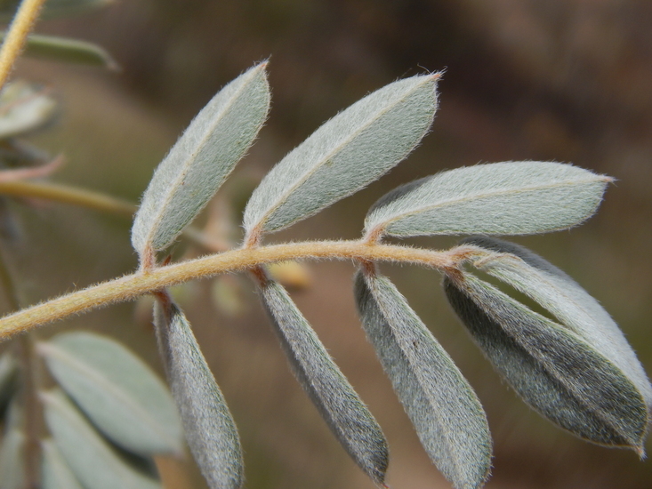 Plancia ëd Senna covesii (A. Gray) H. S. Irwin & Barneby