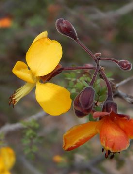 Imagem de Caesalpinia palmeri S. Watson