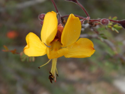 Image of Caesalpinia palmeri S. Watson