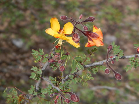 Imagem de Caesalpinia palmeri S. Watson