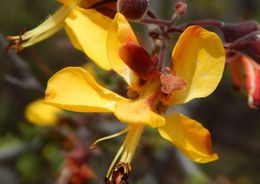 Imagem de Caesalpinia palmeri S. Watson