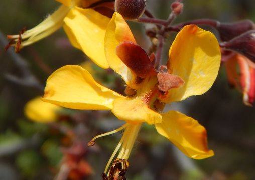 Image of Caesalpinia palmeri S. Watson