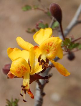 Image of Caesalpinia palmeri S. Watson