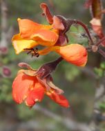 Imagem de Caesalpinia palmeri S. Watson