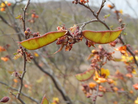 Image of Caesalpinia palmeri S. Watson