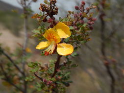 Imagem de Caesalpinia palmeri S. Watson