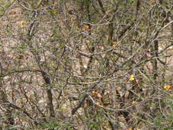 Image of Caesalpinia palmeri S. Watson