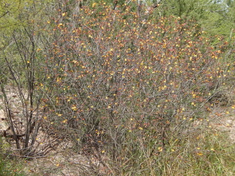 Image of Caesalpinia palmeri S. Watson