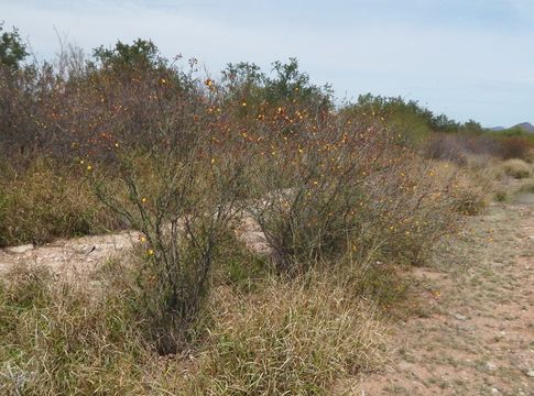 Image of Caesalpinia palmeri S. Watson