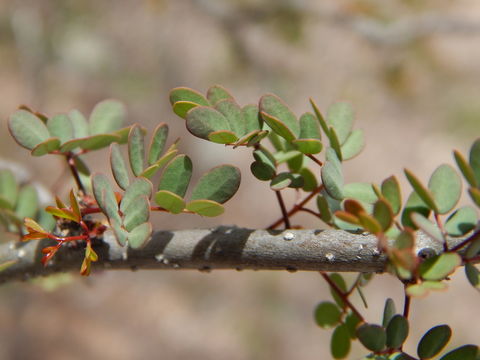 Imagem de Caesalpinia palmeri S. Watson