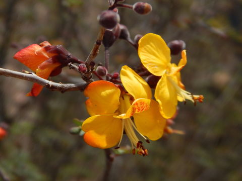 Image of Caesalpinia palmeri S. Watson