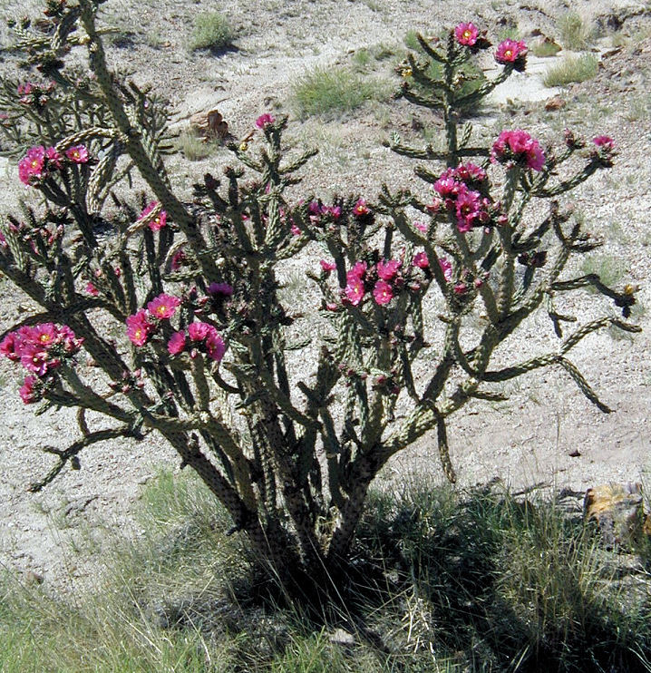 Image de Cylindropuntia imbricata (Haw.) F. M. Knuth