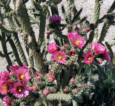 Image de Cylindropuntia imbricata (Haw.) F. M. Knuth