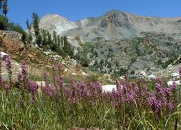 Imagem de Pedicularis groenlandica Retz.