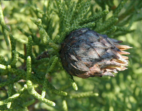 Sivun Juniperus californica Carrière kuva