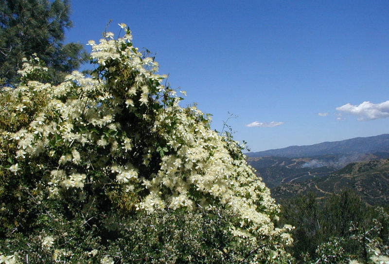 Sivun Clematis lasiantha Nutt. ex Torr. & Gray kuva