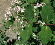 Image of flytrap dogbane