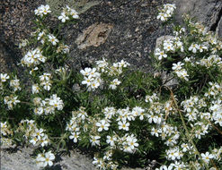 Image of Sierra linanthus