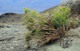 Image of Mojave rabbitbrush