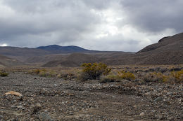 Image of Mojave rabbitbrush