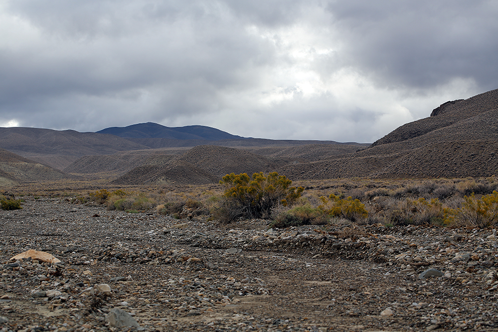 Image of Mojave rabbitbrush