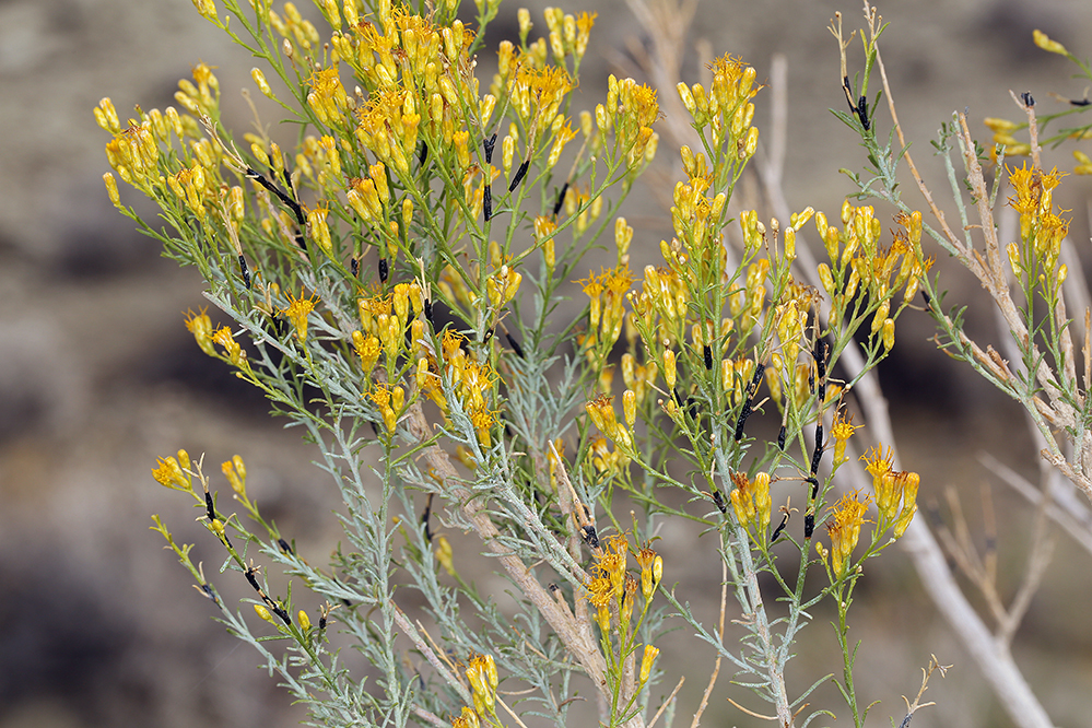 Image of Mojave rabbitbrush