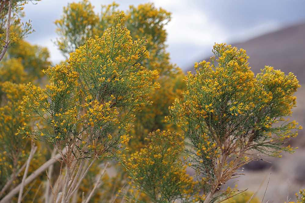 Image of Mojave rabbitbrush