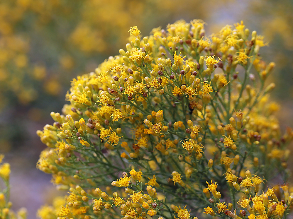 Image of Mojave rabbitbrush