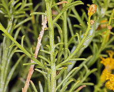 Image of Mojave rabbitbrush