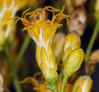 Image of Mojave rabbitbrush