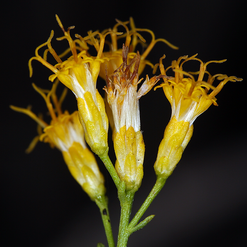 Image of Mojave rabbitbrush