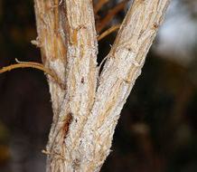 Image of Mojave rabbitbrush