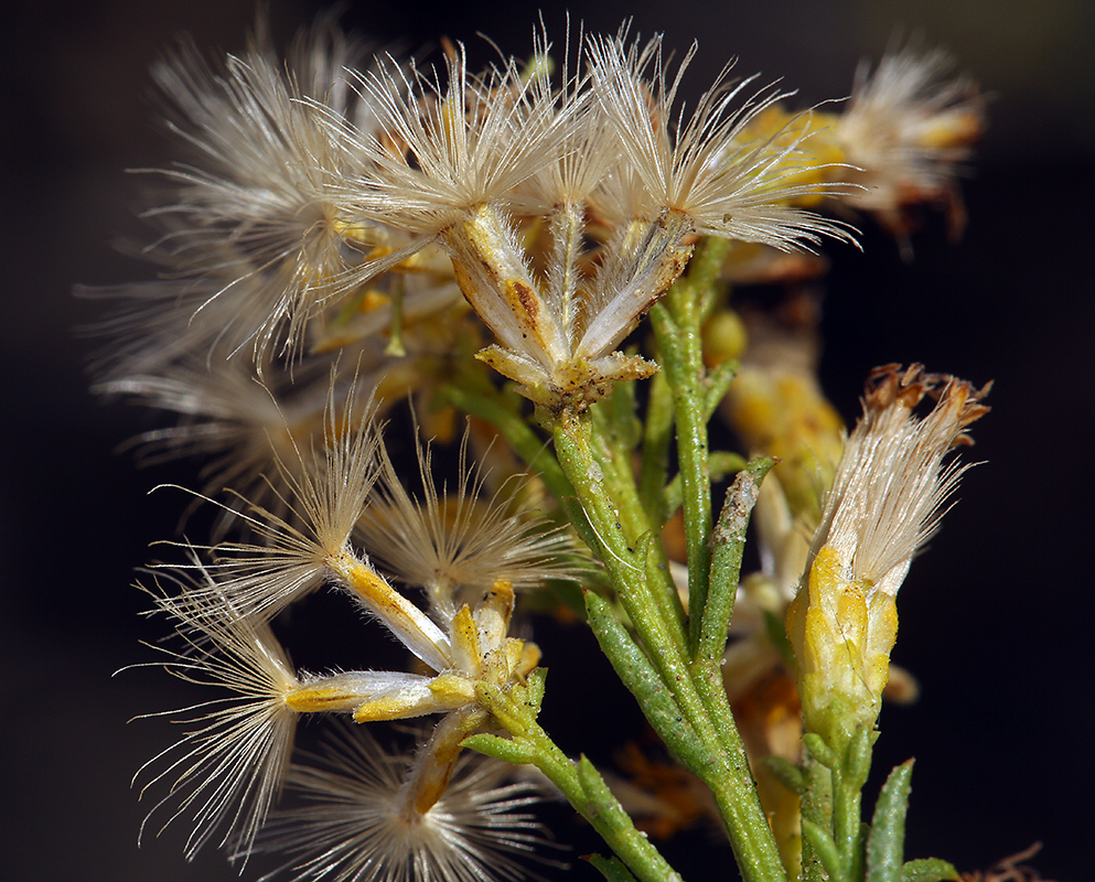 Image of Mojave rabbitbrush