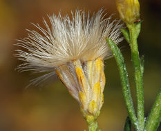 Image of Mojave rabbitbrush