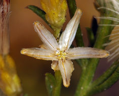 Image of Mojave rabbitbrush