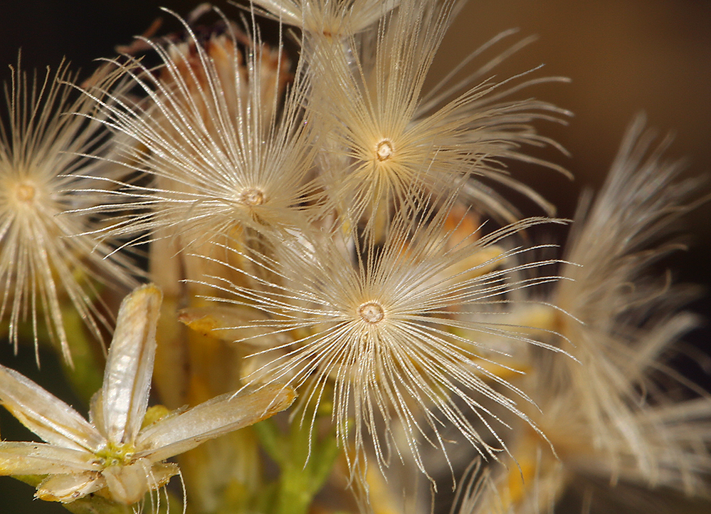 Image of Mojave rabbitbrush