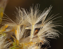 Image of Mojave rabbitbrush