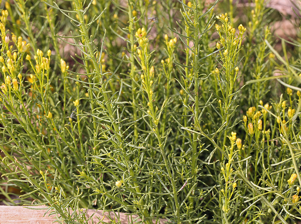 Image of Mojave rabbitbrush