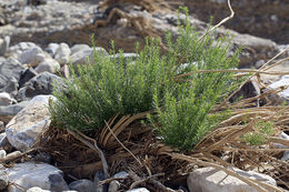 Image of Mojave rabbitbrush