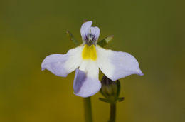 Image of Toothed Calico-Flower