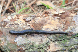 Image de Thorius spilogaster Hanken & Wake 1998