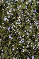 Image of Toothed Calico-Flower